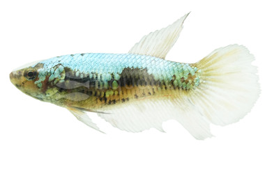 Female Plakat Avatar Copper Betta :: 31339