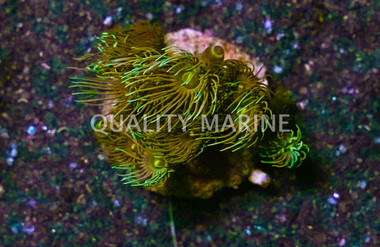 Yellow, Nano :: 55704