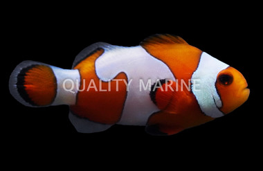 Da Vinci Clownfish, Grade B, QM Labs :: 14187
