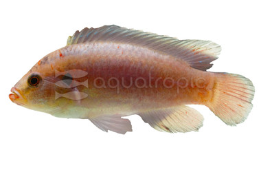 Redhead Vieja Lago Peten Cichlid :: 59879