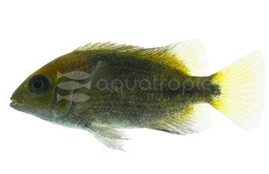 Twoband Vieja Rio Chacamax Cichlid :: 86093