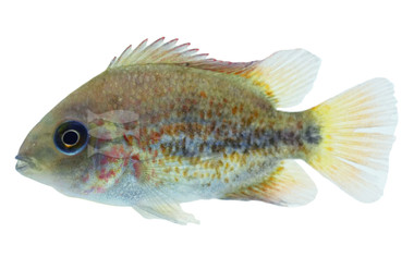 Jewel Turkana Cichlid :: 18211
