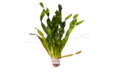 Corkscrew Val (rooted) Plant :: 35029