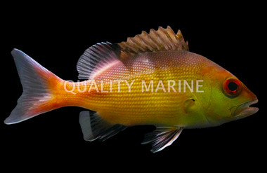 Two-spot red Snapper :: 68604