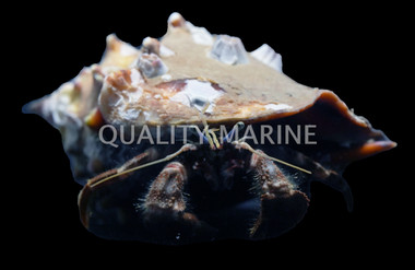 Giant Red Leg Hermit Crab :: 52553
