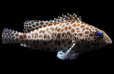 Longfin Grouper :: 19009