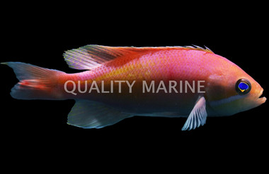 Rubrizonatus Tricolor Juvenile Anthias :: 11068