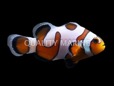 Da Vinci Clownfish, Grade A, QM Labs  :: 81230