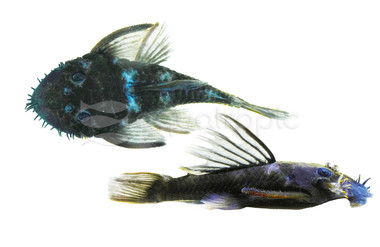 Large Eyed Bristlenose Plecostomus LDA-074  :: 83642