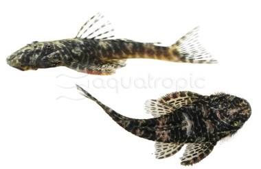 Black Spotted Orinoco Plecostomus L-244  :: 20542
