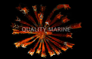 Feather Sea Star :: 59013