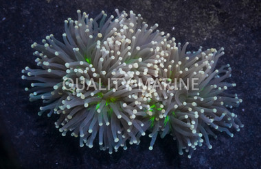 Yellow Tip Black Tentacle Green Torch Coral :: 52509
