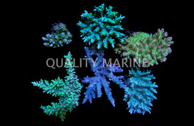 Acropora, Fiji :: 93246