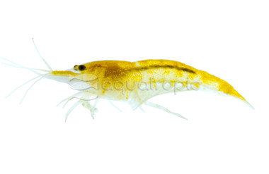 Cherry Yellow Shrimp :: 90138