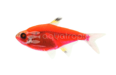 Glo Starfire Red Pristellla Tetra :: 71514