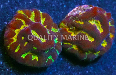 Maze, Gold/Yellow :: 29400