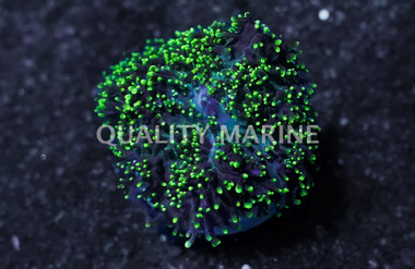 Mushroom  Hairy, Green :: 36623