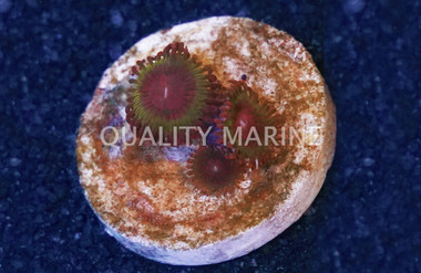 Zoa, Krakatoa :: 34311