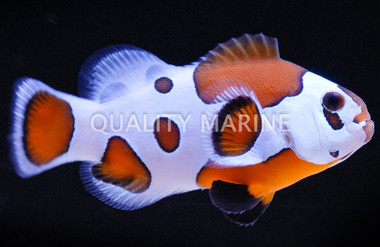 Mocha Storm Ocellaris Clownfish, QM Labs :: 14230