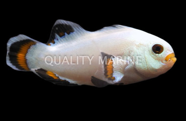 Storm Ice Ocellaris Clownfish, QM Labs :: 14232