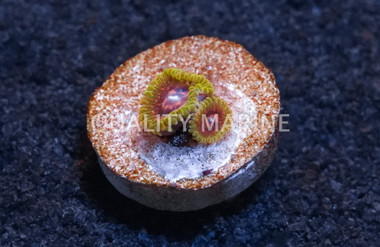 Zoa, Grandmaster Krakatoa :: 85922
