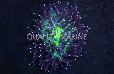 Plate Green Center w/ Pink Long Tentacles :: 78420