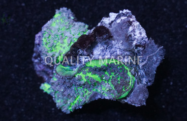 Mushroom, Lavender Plum, Fiji :: 10247