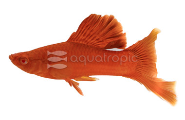 Red Velvet Cauliflower Swordtail :: 16994
