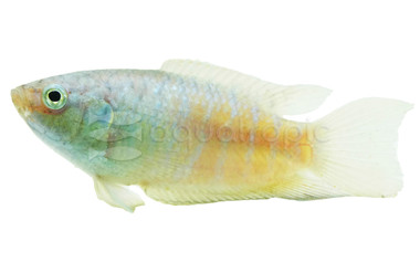 Opercularis Paradise Gourami :: 53080