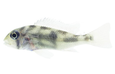 Eartheater Maroni Cichlid :: 78406