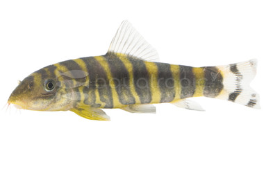 Queen Loach :: 43000