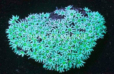 Pipe Organ, Green, Fiji :: 25245