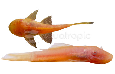 Albino GoldBushy Nose Plecostomus :: 41698