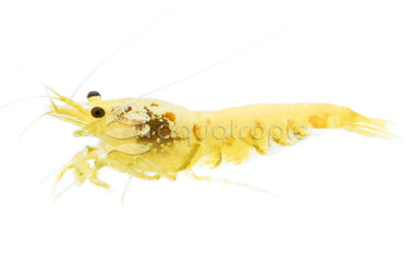 Golden Pinto 'Galaxy' Shrimp :: 89532