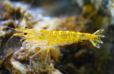 Golden Pinto 'Galaxy' Shrimp :: 89532