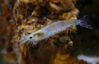 Aquatropic - Invertebrates - Shrimp - Quality Marine