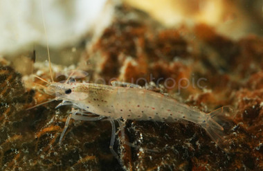 Amano 'Sun Orange' Shrimp :: 55995