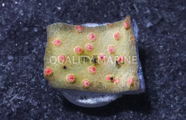 Cyphastrea Coral :: 12803