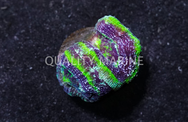 Acan Bowerbanki, Green W/Purple Ring (UFO) :: 24897