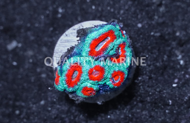 Micromussa Two Color :: 32197