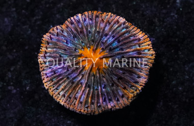 Purple Polyp Orange Plate Coral :: 52225