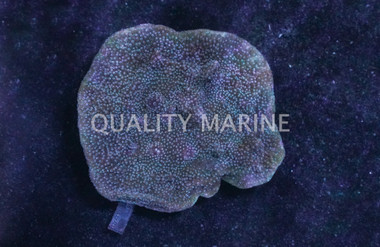 Plating, Green w/ Blue Polyps :: 15661