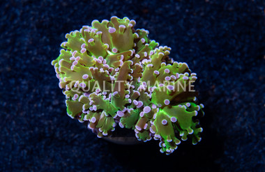 Frogspawn Green w/Pink Tip :: 30600