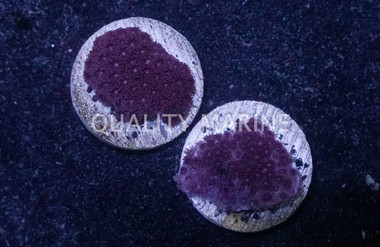 Bernardpora, Red/Maroon :: 37631