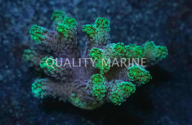 Birdnest, Neon Green :: 47641