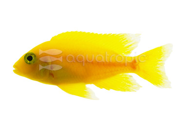 Peacock Yellow 'Maleri' Cichlid :: 71296