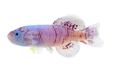 Eggersi Orchid Red Killifish :: 37013