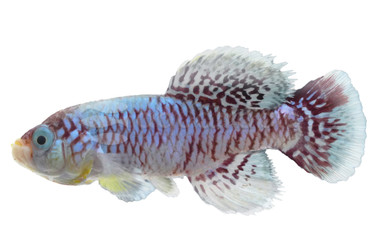 Eggersi Orchid Blue Killifish :: 37018