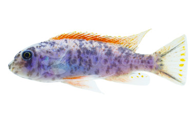 Trewavasae Red Top 'Chidunga' Cichlid :: 97636