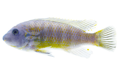 Fuelleborni 'Katale' Cichlid :: 91846